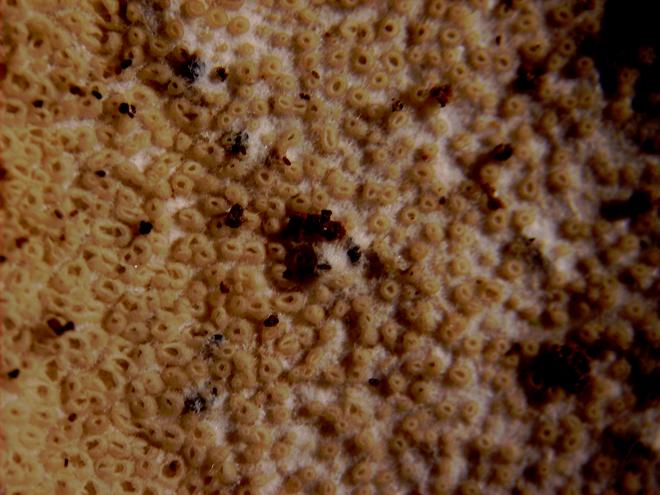 Stromatoscypha fimbriata 8 Pers.:Fr.)Donk